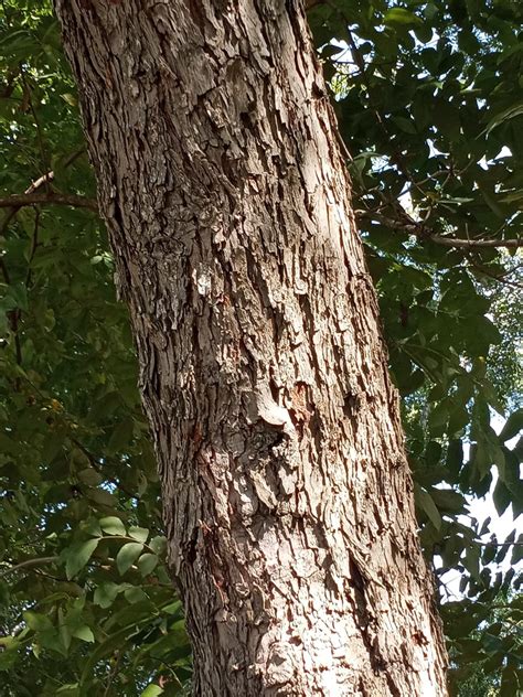 Carya illinoinensis - Native Plant Society of Texas