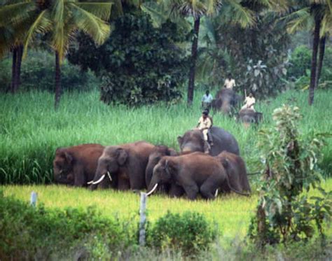 Bandipur National Park | National Parks in Karnataka | Times of India Travel