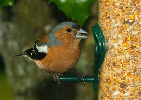 Feeding Birds During Summer | Willow Ridge Garden Center & Landscaping