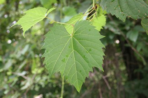 Different Kinds Of Grapes leaves | Grapevine