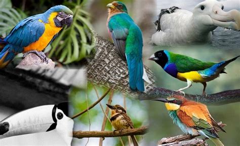 Pin by ansa Nuz on BIRDS NAMES & HABITATS | Habitats, Birds, Animals