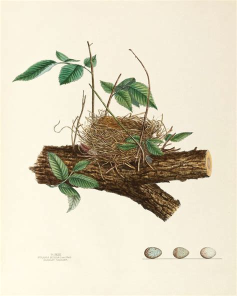 Art Prints of Scarlet Tanager Nest, Plate XXXIII, American Bird Nests