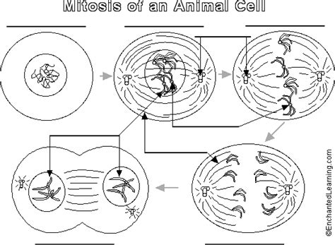 Animal Cell Mitosis Label Me! Printout - EnchantedLearning.com