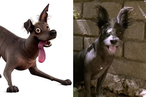 Meet the Beautifully Unusual Hairless Dog Breed that Inspired Coco's ...