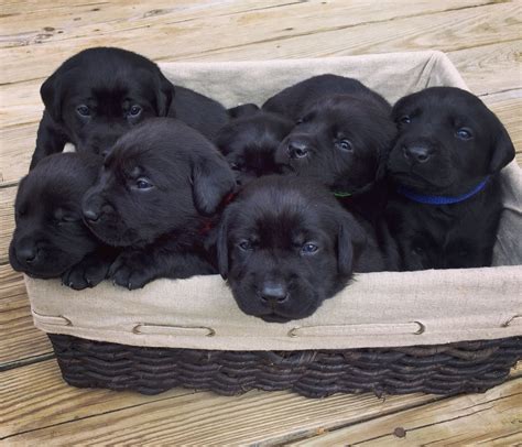 2 week old black lab puppies | Lab puppies, Puppies, Black lab puppies