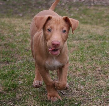 Pharaoh Hound (Pharaoh Dog) Info, Temperament, Puppies, Pictures