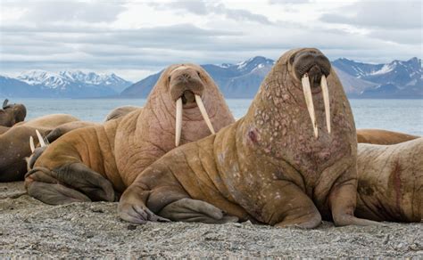 Walrussen - 14 Weetjes over deze gigantische zeedieren met slagtanden - Dierenfun
