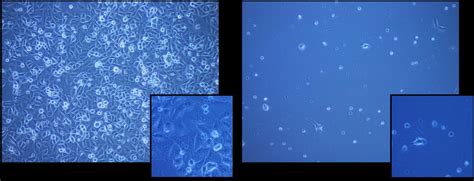 Freezing Cells - campestre.al.gov.br