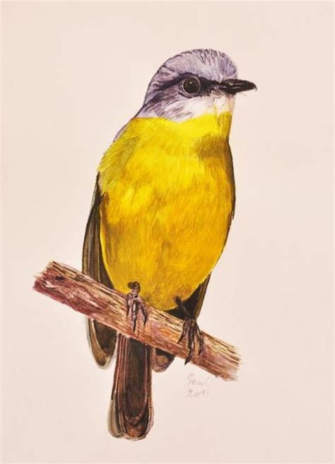 Sequencing The Eastern Yellow Robin: Sex chromosomes with a twist ...