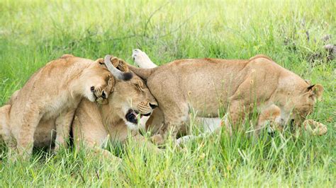 Lion behavior for photographers - Nikon Rumors