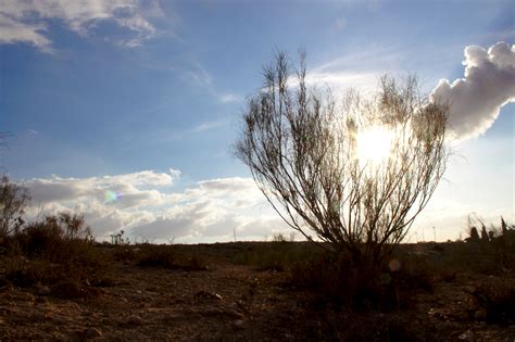 the burning bush | le buisson ardent... non ? | Israel Nature Photography by Ary | Flickr