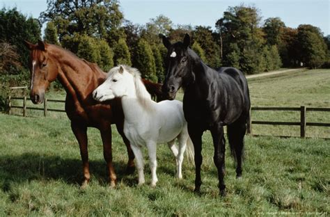 Black Beauty (1994) Still - Horses Photo (39897510) - Fanpop