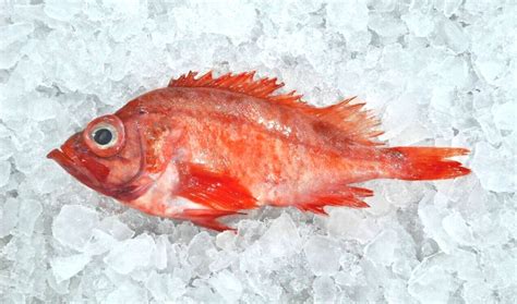 Atlantic Ocean Perch – Acadian Red Fish — Intershell Seafood