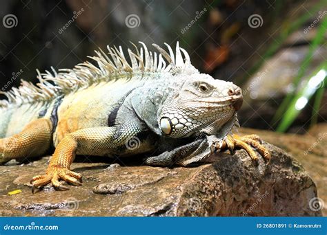 Iguana on the rock stock image. Image of male, descriptive - 26801891