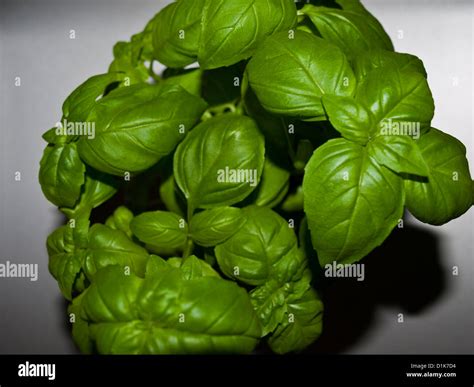 Basil plant leafs Stock Photo - Alamy