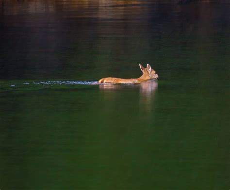 Prince of Wales Island: The Wildlife and Birds — Destination: Wildlife™