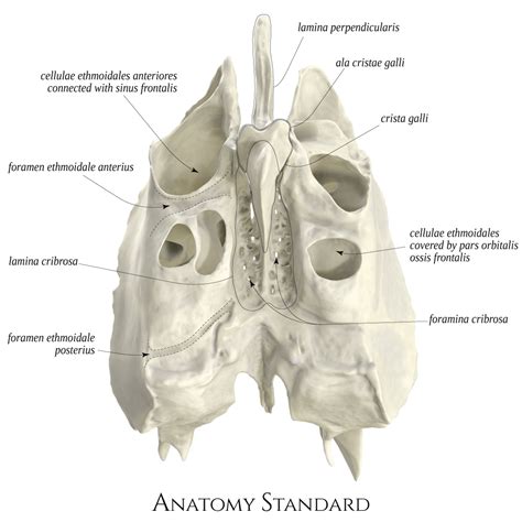 Ethmoid Bone Labeled Nasal Septum