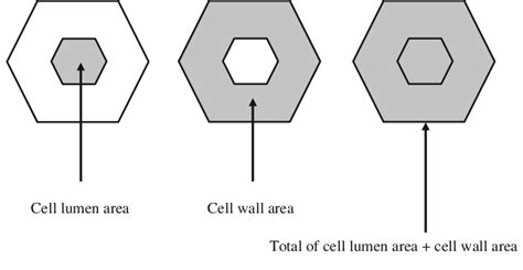 Definition of cell lumen area, cell wall area and total of cell lumen... | Download Scientific ...