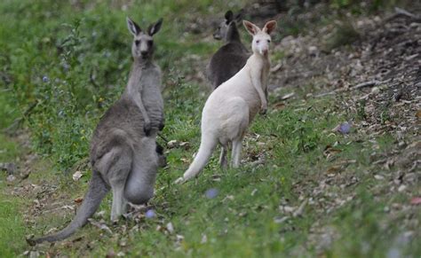 Rare albino kangaroo Skippy | Daily Telegraph