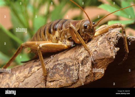 Giant weta from new Zealand worlds largest cricket and one of largest ...