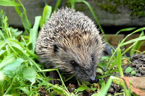 The west-European hedgehog (Erinaceus europaeus) is one of about 17 hedgehog species worldwide ...