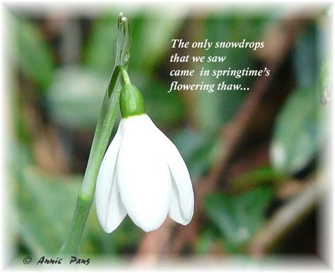 Snowdrop Poems