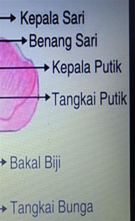 Jelaskan Fungsi Benang Sari Dan Putik