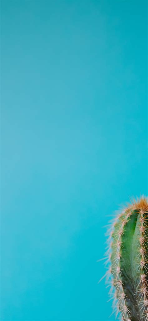 minimalist photography of green cactus iPhone Wallpapers Free Download