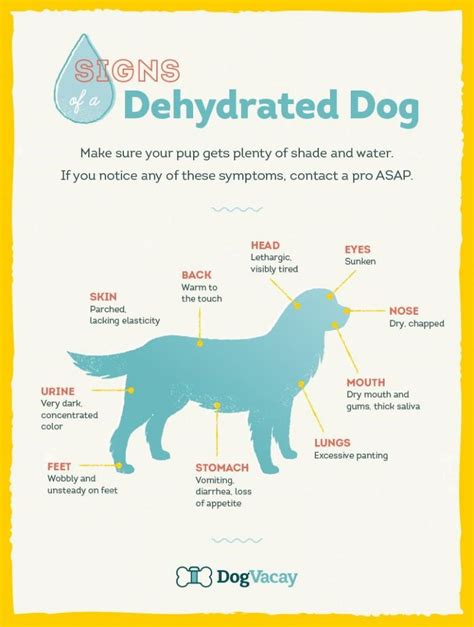 Dog Dehydration Signs, 5 Warning Signs of Dog Dehydration - Some Pets