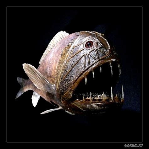 Deep Sea Fish - a photo on Flickriver