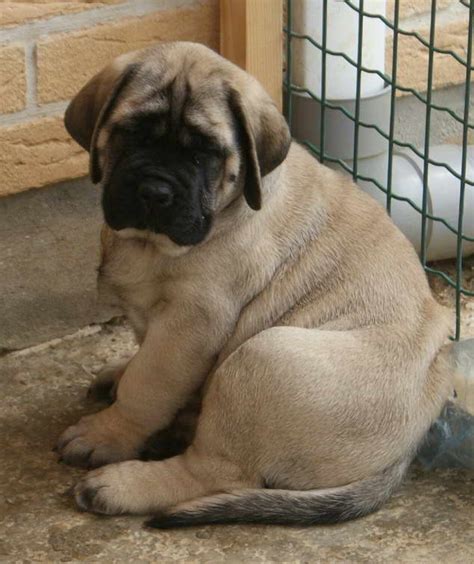 English Mastiff Puppies Az | PETSIDI