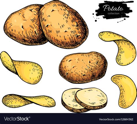 Potato drawing set isolated potatoes heap Vector Image