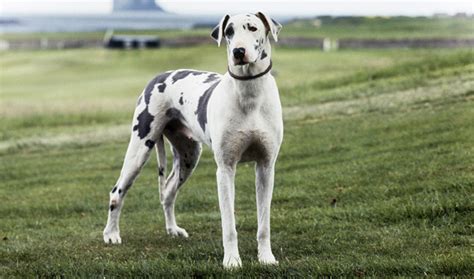 Great Dane Dog Breed Information - Vetstreet | Vetstreet