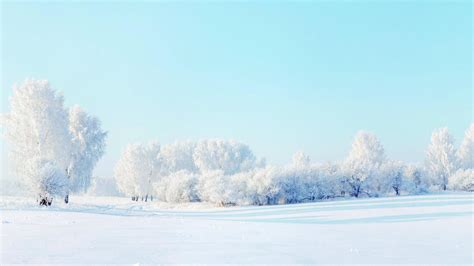 wallpaper Forest, winter, snow, trees, scenery HD : Widescreen : High Definition : Fullscreen