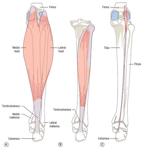 Anatomy Of The Calf Muscle - CoreWalking