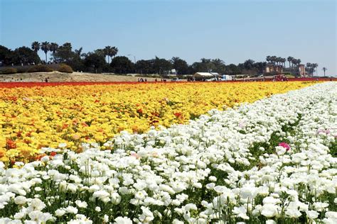 Carlsbad Flower Fields 2021: Everything you Need to Know (HUGE Guide)