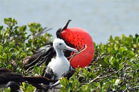 Exploring Barbuda's magnificent frigatebird colony | Canadian Geographic