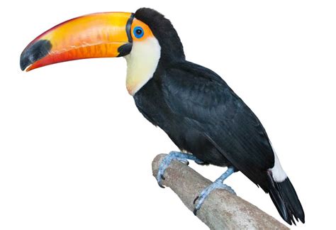 Toucan definition and meaning | Collins English Dictionary