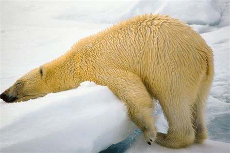 What's so funny about polar bears napping? - Post Bulletin | Rochester ...