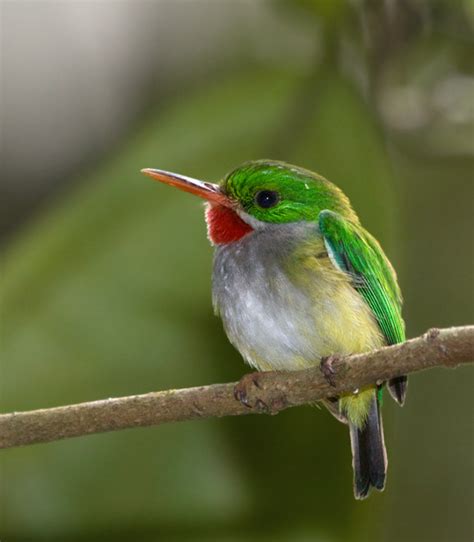 Endangered Animals - El Yunque Rainforest Eco-Service Tour