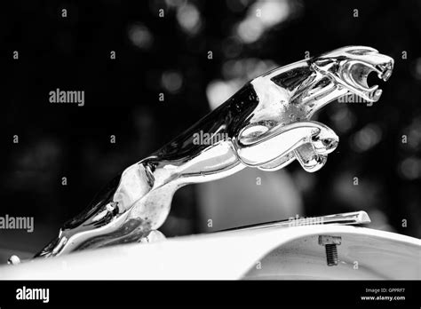 Black and white image of Jaguar car emblem Stock Photo - Alamy