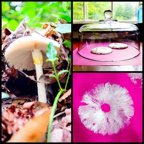 Mushroom Spore Prints – Our Beautifully Messy House