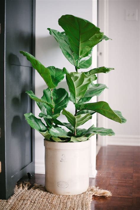 10 Plants You Can't Kill | Plants, Apartment plants, Plant decor indoor