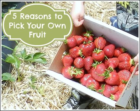 5 Reasons to Pick Your Own Fruit with Your Kids