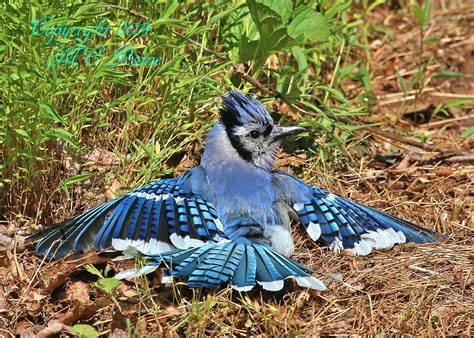 Blue Jay Bird Nesting Habits