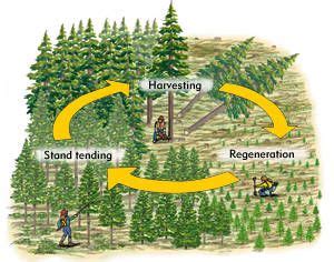 Diagram of silvicultural system Infographic Examples, Trail Life, Wild ...