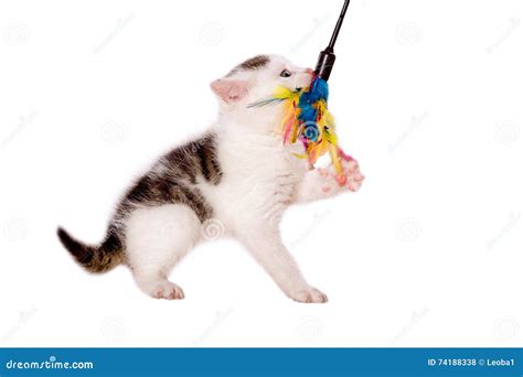 Young Cat Playing with Cat Toys Stock Photo - Image of training, toys ...