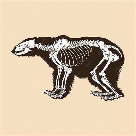 Polar Bear Skeleton