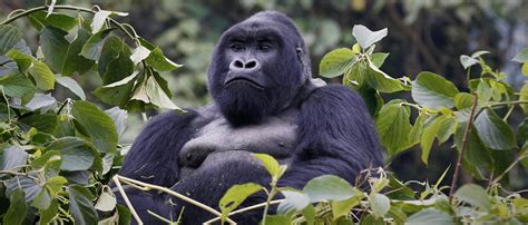 DRC becomes a hotspot for trafficking endangered great apes - See ...