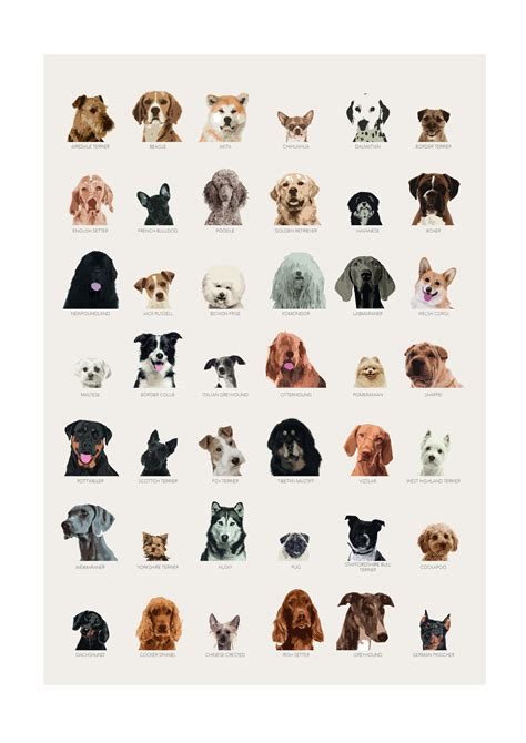 Dog Breeds Of The World Poster